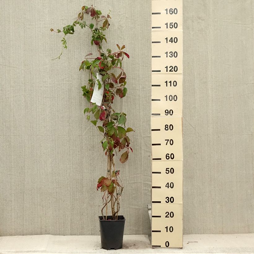 Esemplare di Parthenocissus viteacea - Vite inserita Vaso da 4L/5L consegnato in estate