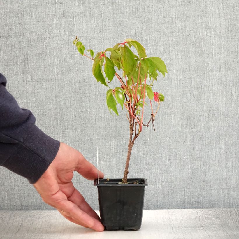 Esemplare di Parthenocissus quinquefolia Engelmannii - Vite americana Vasetto da 8/9 cm consegnato in estate