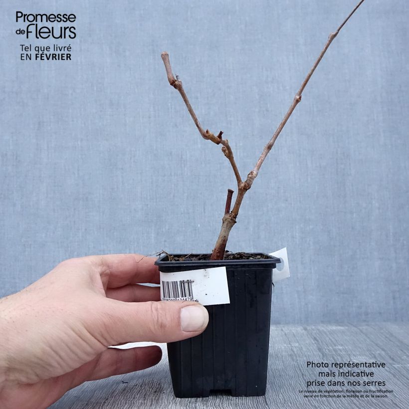 Parthenocissus quinquefolia Kirigami - Vite americana Vasetto da 8/9 cm esemplare consegnato in inverno
