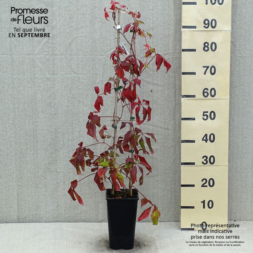Esemplare di Parthenocissus quinquefolia Murorum - Vite americana Vaso da 1,5L/2L consegnato in estate