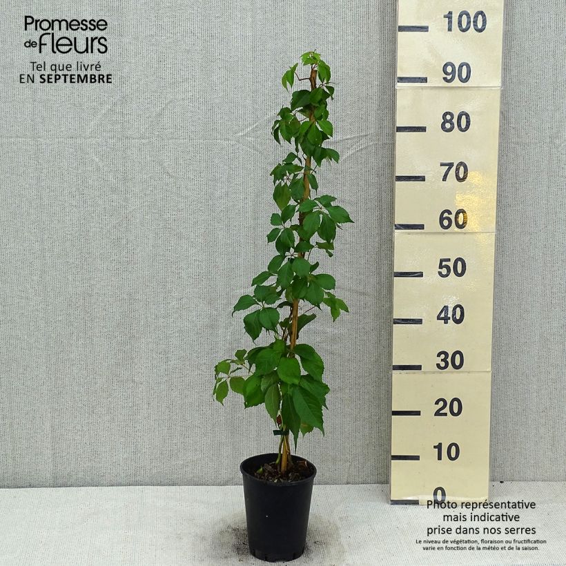 Esemplare di Parthenocissus quinquefolia Murorum - Vite americana Vaso da 3L/4L consegnato in estate