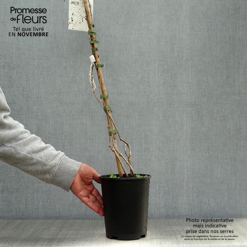 Esemplare di Parthenocissus quinquefolia - Vite americana Vaso da 2L/3L come consegnato in autunno