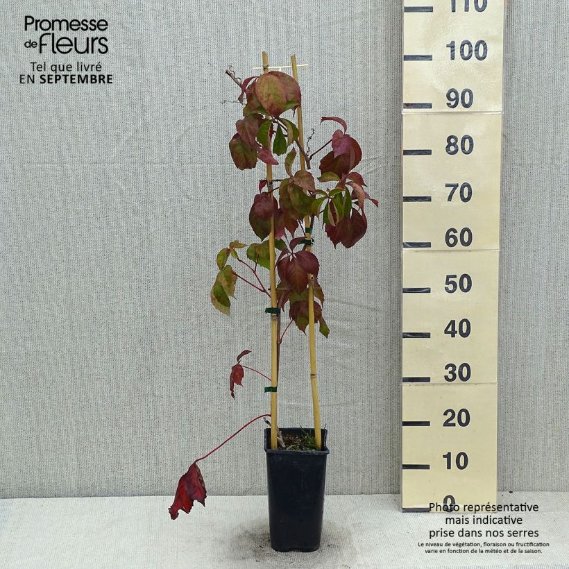 Esemplare di Parthenocissus quinquefolia Red wall Troki - Vite americana Vaso da 2L/3L consegnato in estate
