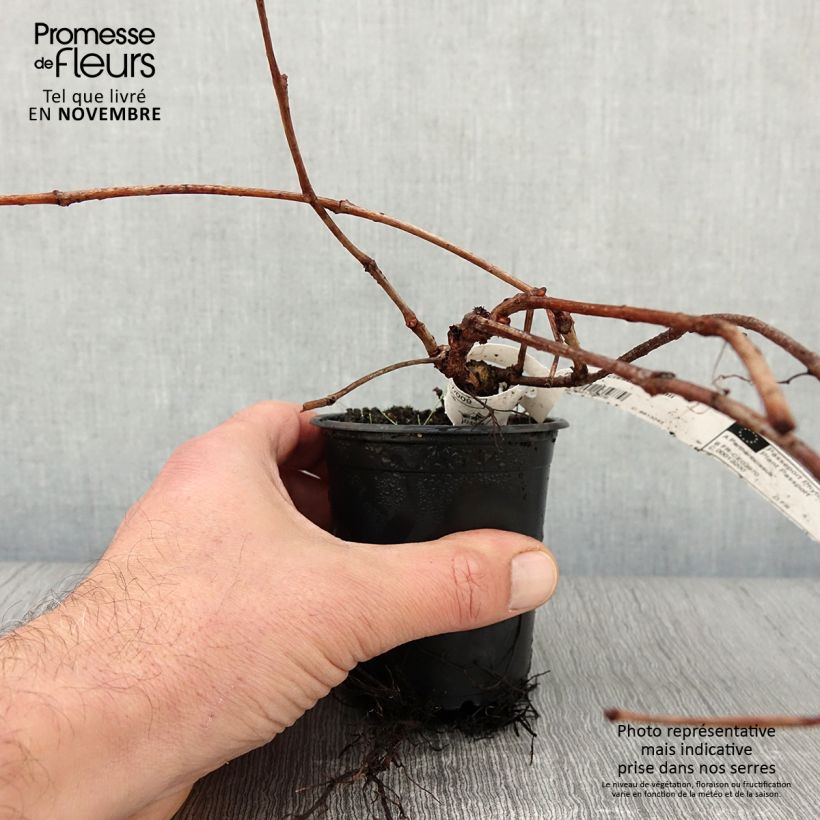 Esemplare di Parthenocissus tricuspidata Veitchii Vasetto da 8/9 cm come consegnato in autunno