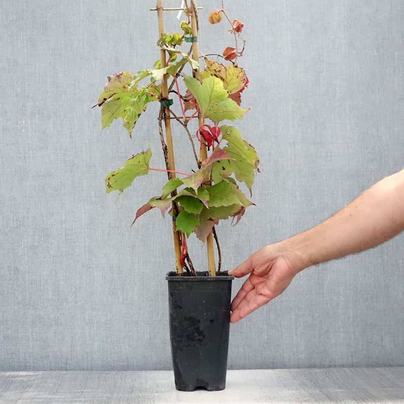 Esemplare di Parthenocissus tricuspidata Veitchii Robusta Vaso da 2L/3L consegnato in estate