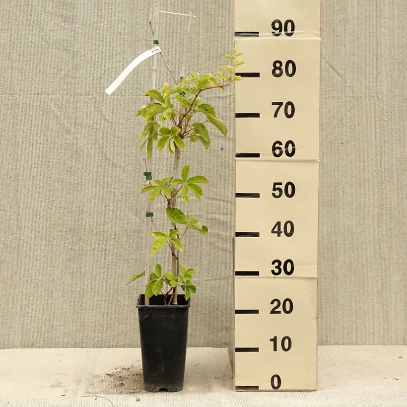 Esemplare di Parthenocissus quinquefolia Yellow Wall - Vite americana Vaso da 3L/4L consegnato in estate