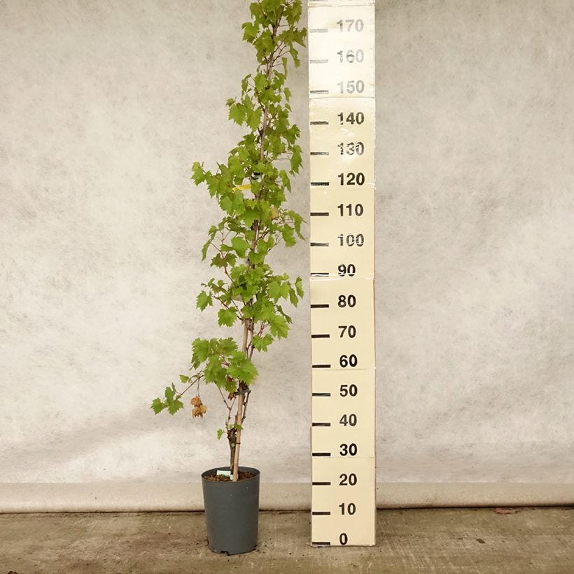 Esemplare di Vite da tavola Palatina Vaso da 4L/5L consegnato in estate