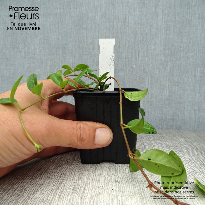 Esemplare di Vinca minor Atropurpurea - Pervinca minore Vasetto da 8/9 cm come consegnato in autunno