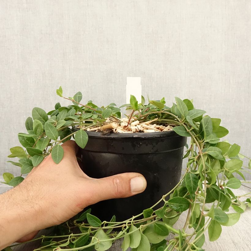 Esemplare di Vinca minor Atropurpurea - Pervinca minore Vaso da 2L/3L come consegnato in autunno