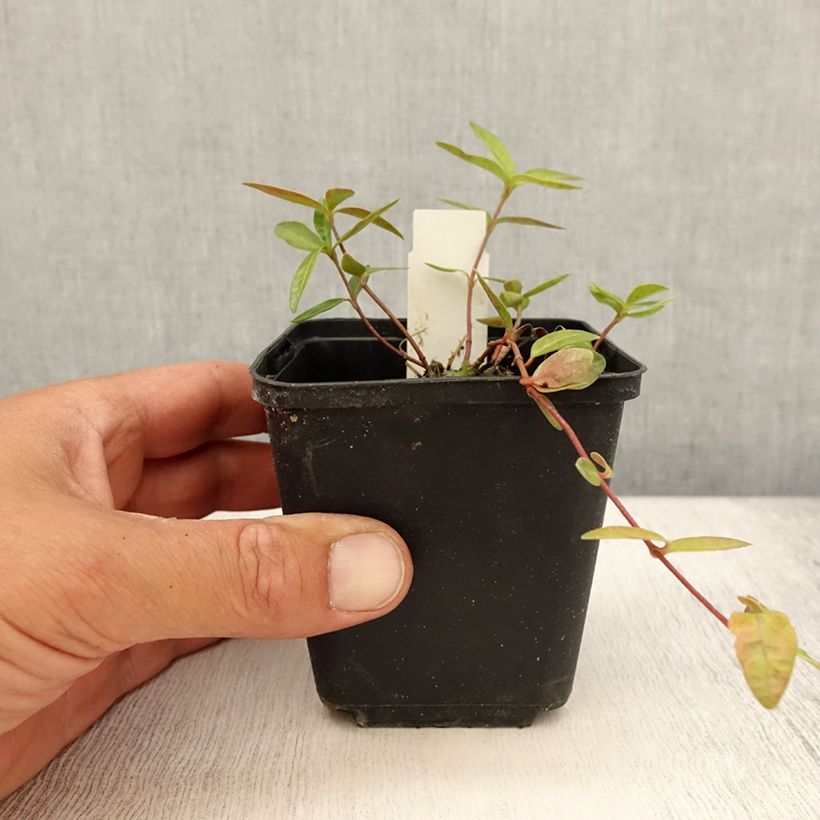 Esemplare di Vinca minor Flower Power - Pervinca minore Vasetto da 8/9 cm consegnato in estate