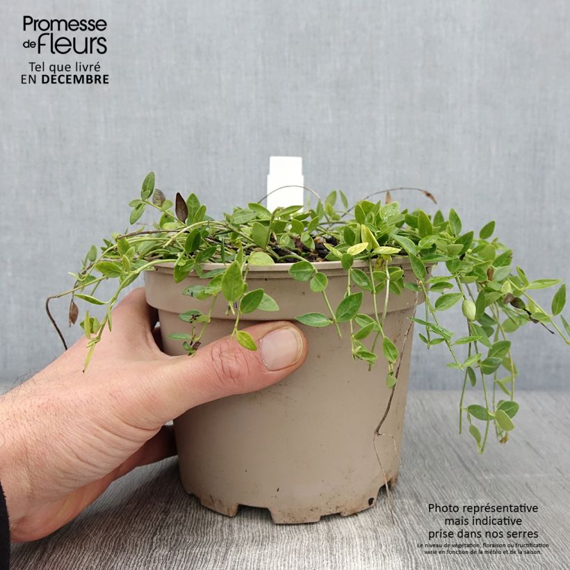 Esemplare di Vinca minor Gertrude Jekyll - Pervinca minore Vaso da 2L/3L come consegnato in autunno