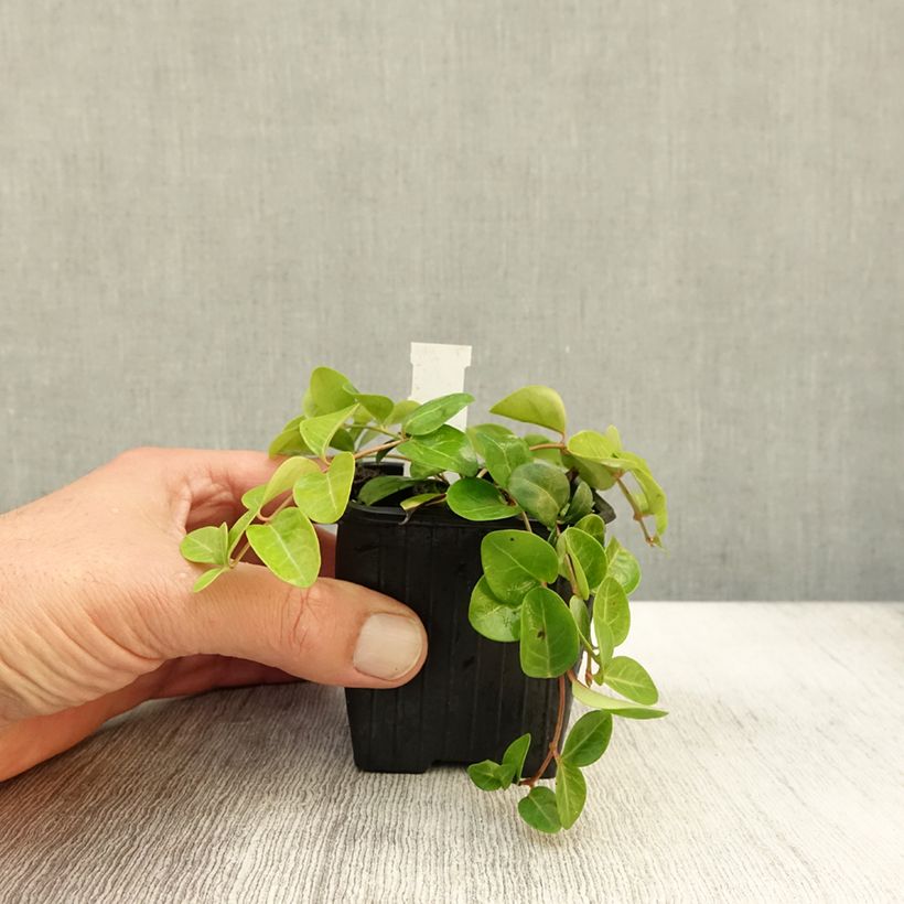 Esemplare di Vinca minor Grüner Teppich - Pervinca minore Vasetto da 8/9 cm come consegnato in autunno