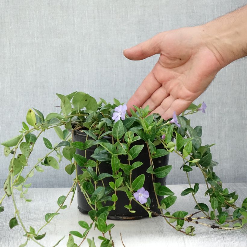 Esemplare di Vinca minor - Pervinca minore Vaso da 2L/3L consegnato in estate