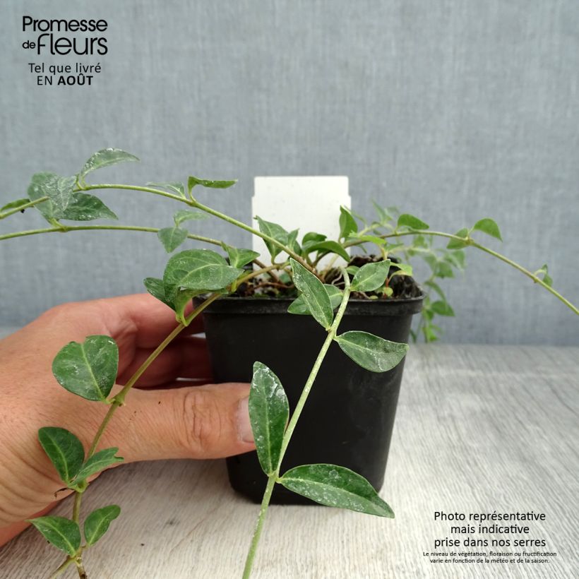Esemplare di Vinca minor Valentin - Pervinca minore Vasetto da 8/9 cm consegnato in estate