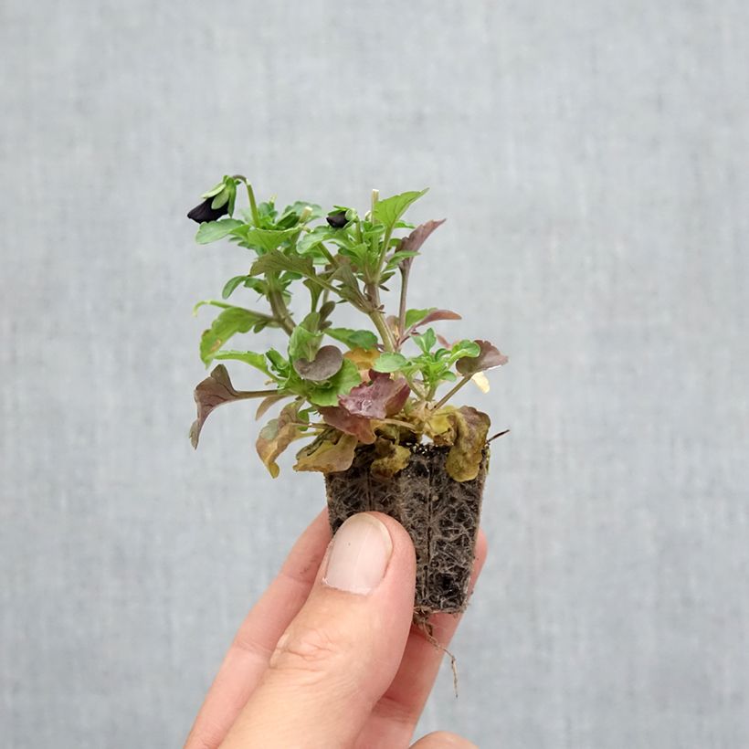 Esemplare di Viola cornuta F1 Sorbet Black Delight Jardimotte: zolla da 3,8 cm x 3,2 cm in vassoio da 16 pezzi. come consegnato in autunno