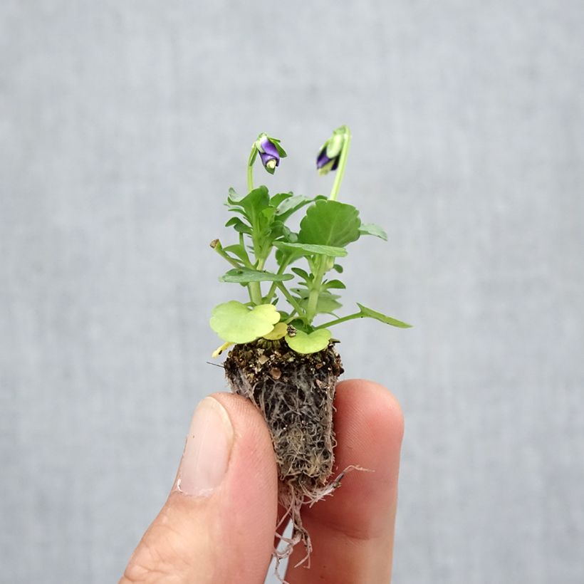 Esemplare di Viola cornuta F1 Kitty Surprise Mini zolla: zolla da 2,2 cm x 2 cm in vassoio di coltivazione da 35 pezzi come consegnato in autunno