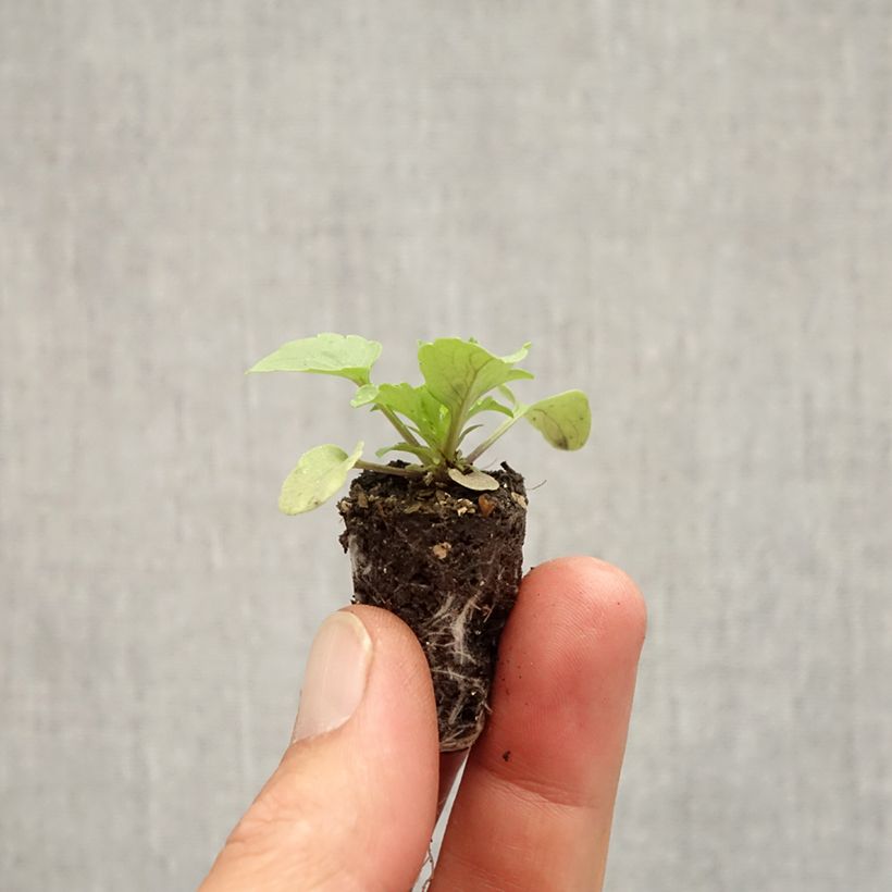 Esemplare di Viola cornuta Sorbet Xp Red Mini zolla Ø 1,5/2,5 cm come consegnato in autunno