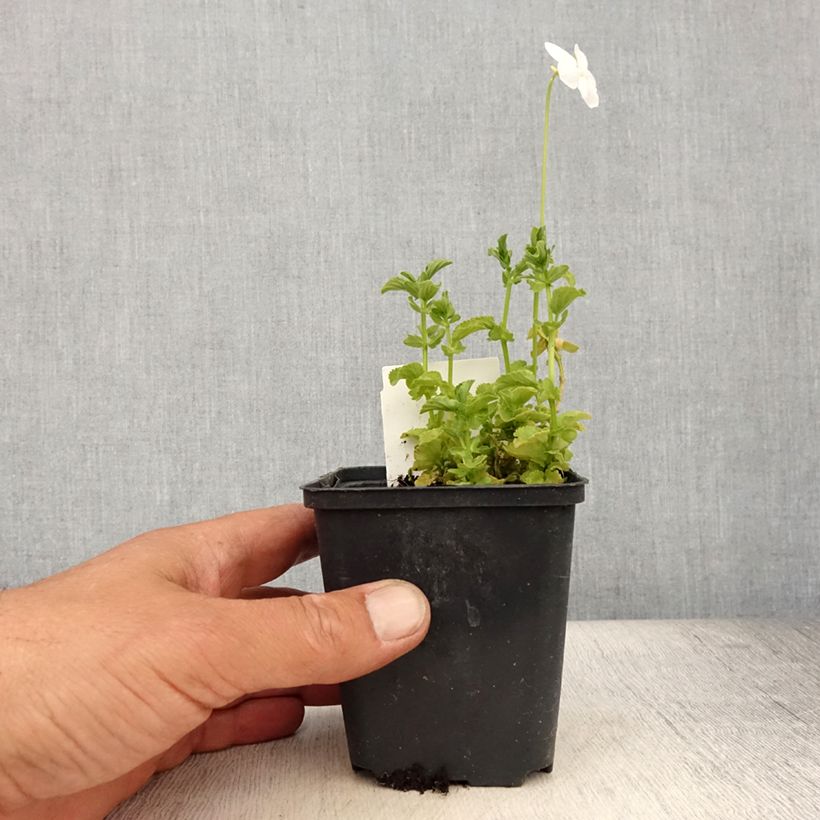 Esemplare di Viola cornuta Wisley White Vasetto da 8/9 cm consegnato in estate