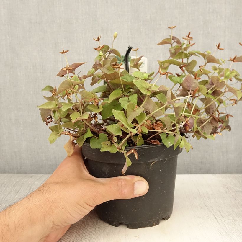 Esemplare di Viola riviniana var. purpurea Vaso da 1,5L/2L consegnato in estate