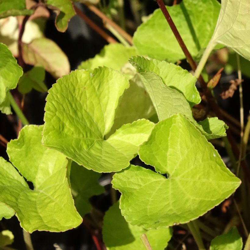 Viola mammola Mrs Pinehurst (Fogliame)