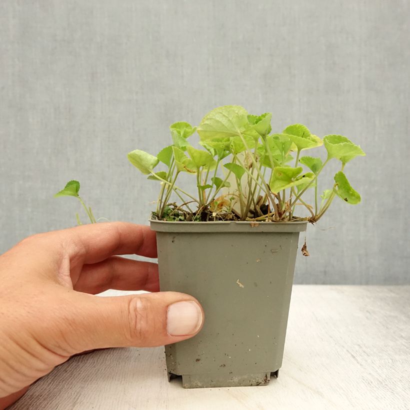 Esemplare di Viola mammola Alba Vasetto da 8/9 cm consegnato in estate