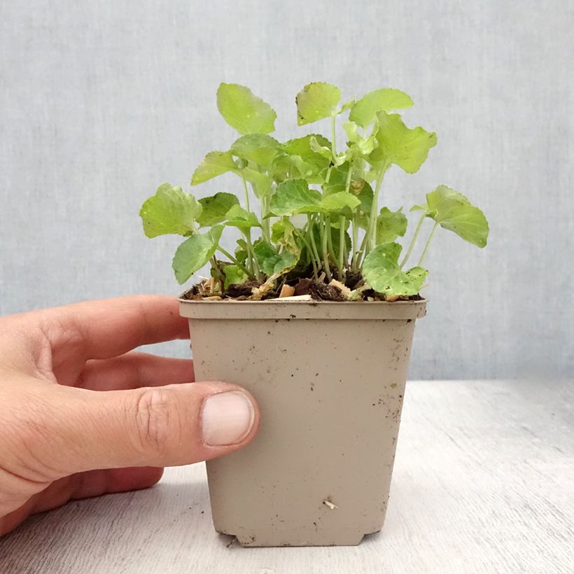 Esemplare di Viola odorata - Viola mammola Vasetto da 8/9 cm consegnato in estate