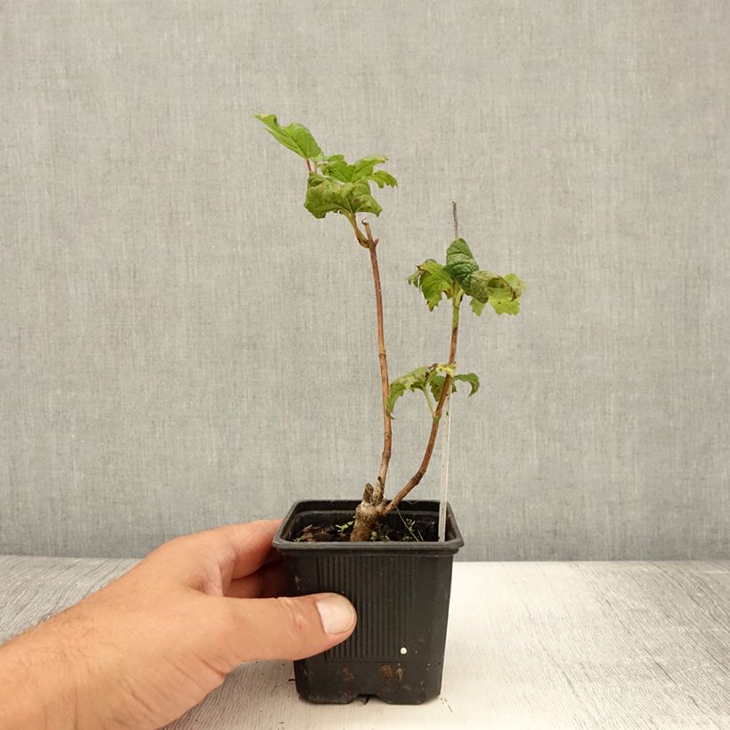 Esemplare di Viburnum opulus Roseum - Oppio Vasetto da 8/9 cm consegnato in estate