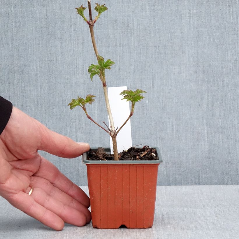 Viburnum opulus Roseum - Oppio Vasetto da 8/9 cmAltezza consegnata circa 10/15cm esemplare consegnato in primavera