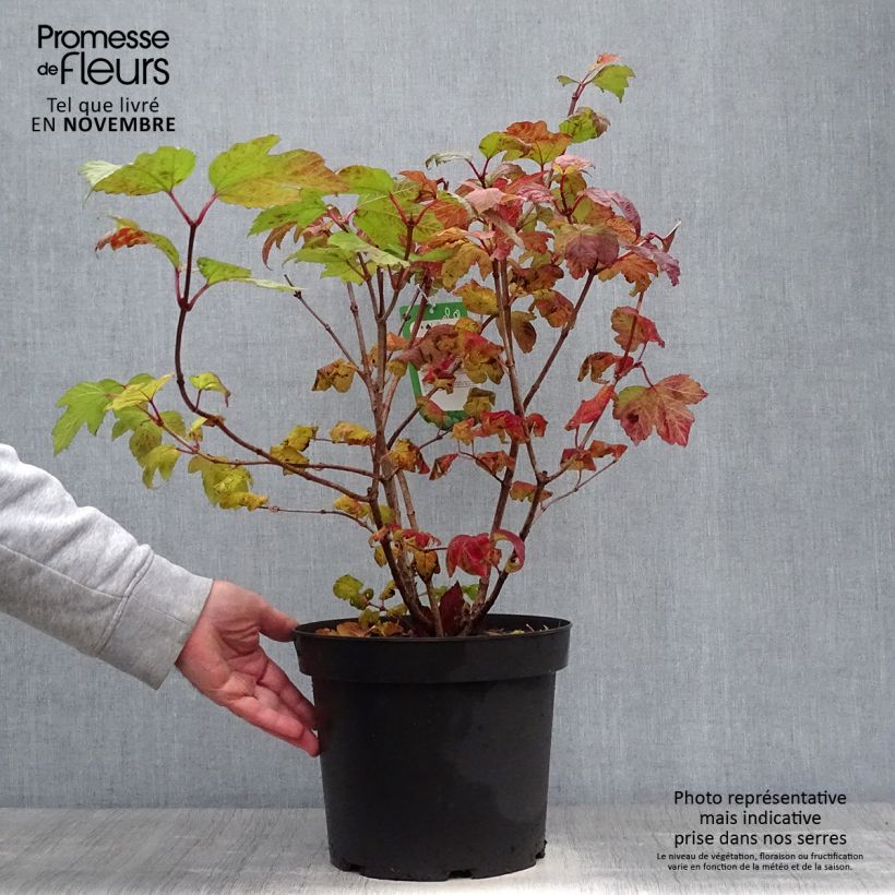 Esemplare di Viburnum opulus Roseum - Oppio Vaso da 7,5L/10L come consegnato in autunno
