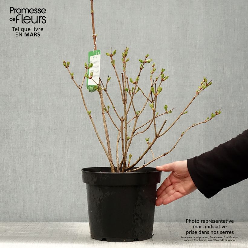 Viburnum opulus Roseum - Oppio Vaso da 7,5L/10L esemplare consegnato in primavera