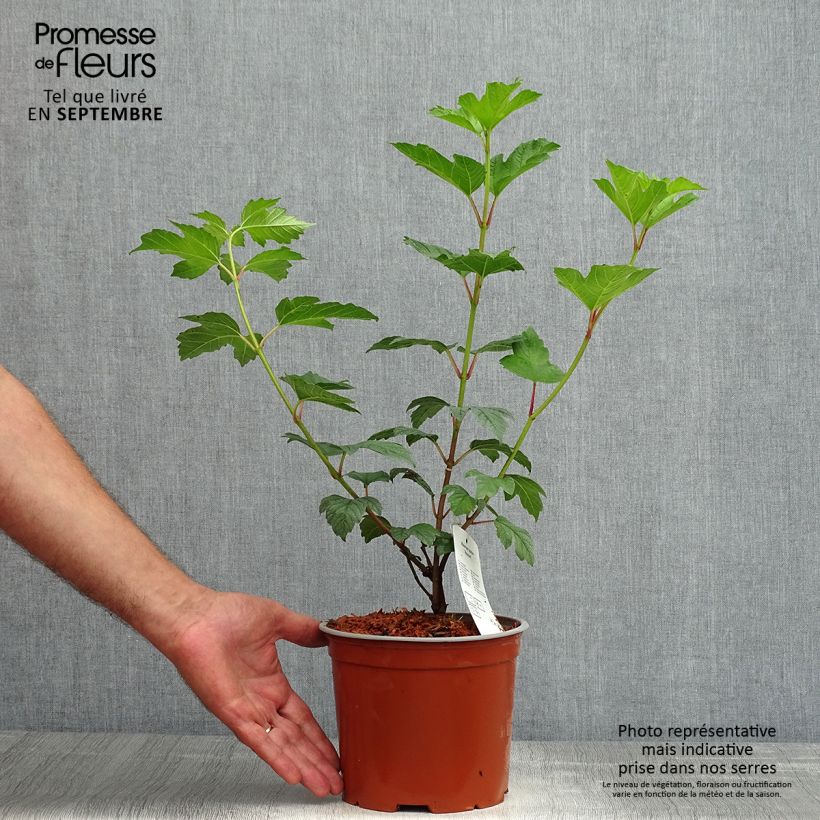 Esemplare di Viburnum opulus Roseum - Oppio Vaso da 2L/3L consegnato in estate