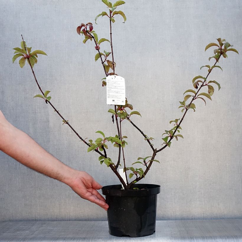 Esemplare di Viburnum bodnantense Dawn Vaso da 6L/7L consegnato in estate