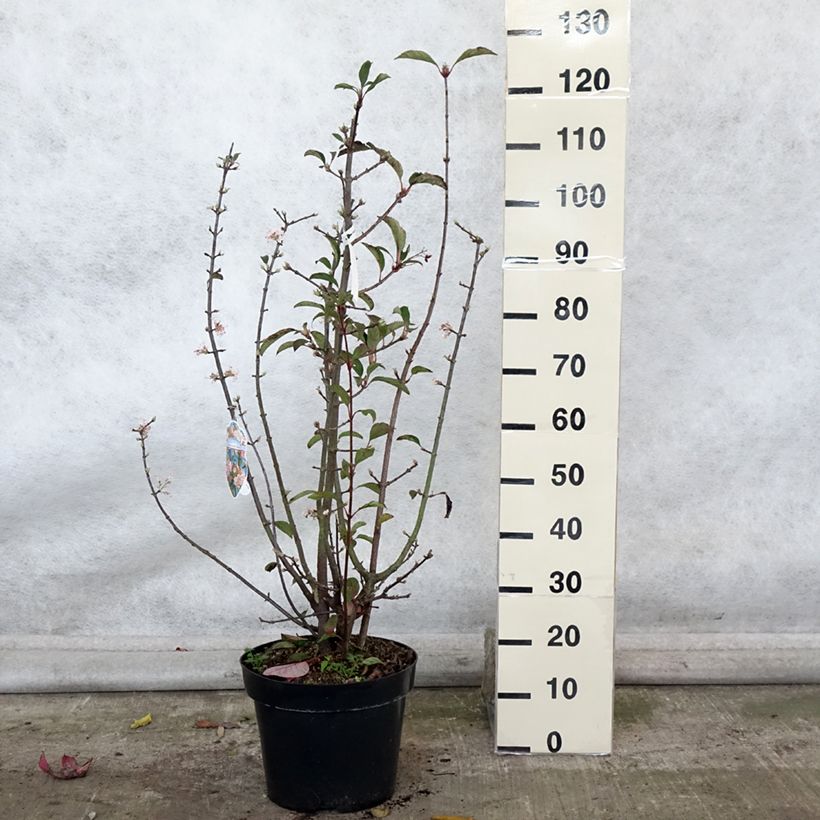 Esemplare di Viburnum bodnantense Dawn Vaso da 7,5L/10L come consegnato in autunno