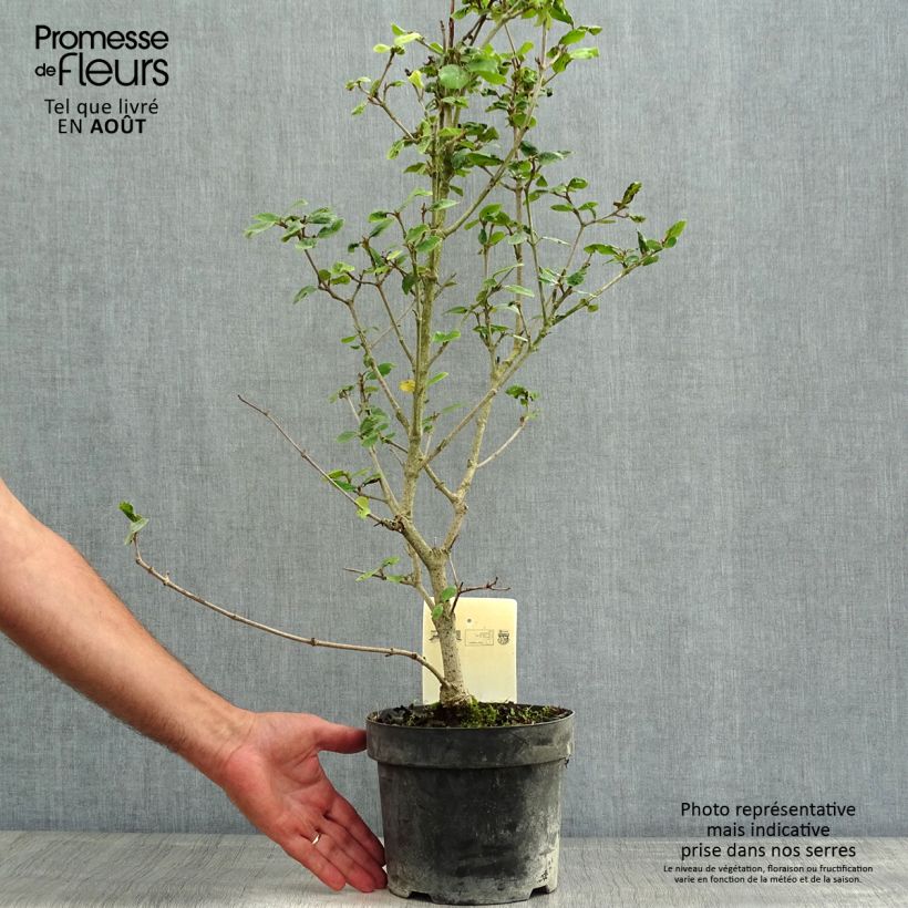 Esemplare di Viburnum burkwoodii Ann Russell Vaso da 3L/4L consegnato in estate