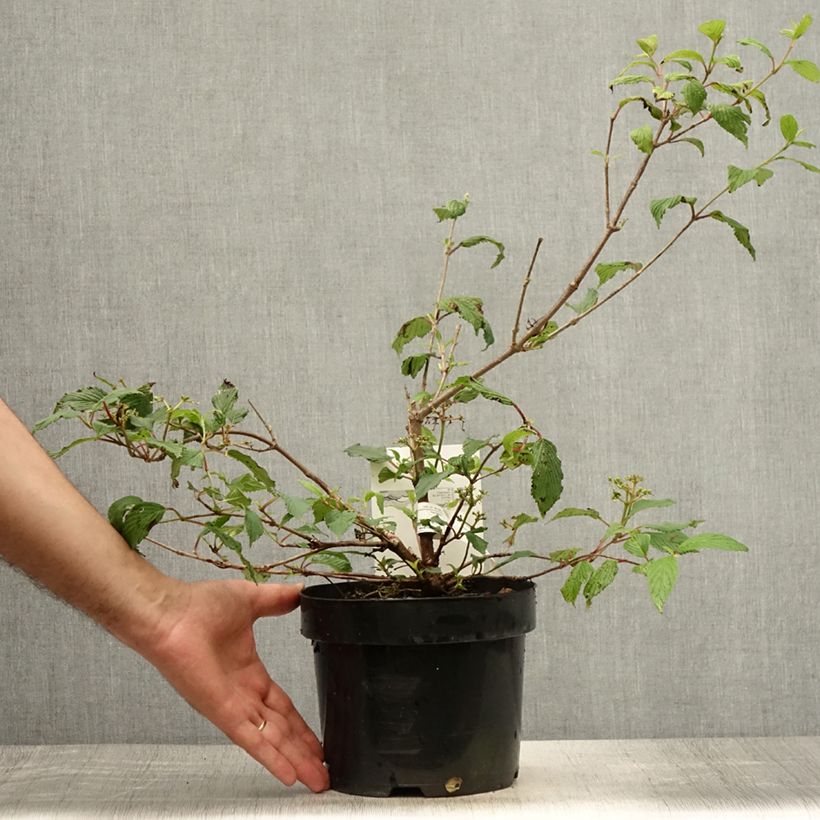 Esemplare di Viburnum plicatum Kilimanjaro Sunrise Vaso da 2L/3L consegnato in estate