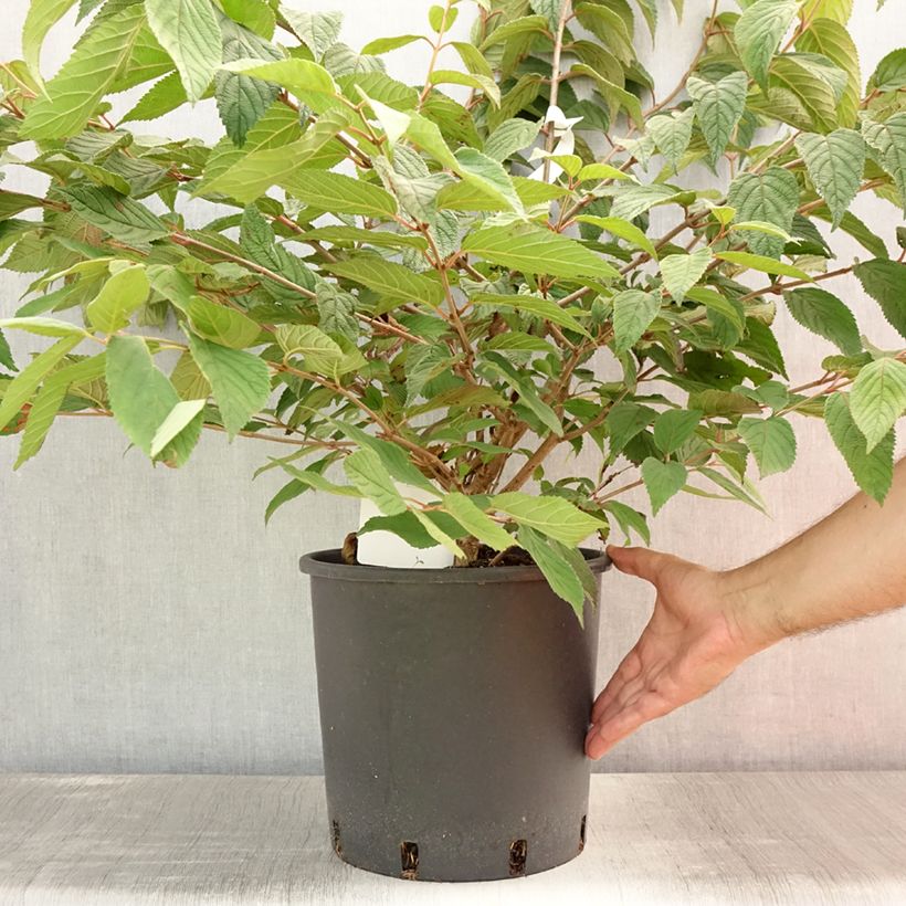 Esemplare di Viburnum plicatum Mariesii Vaso da 12L/15L consegnato in estate