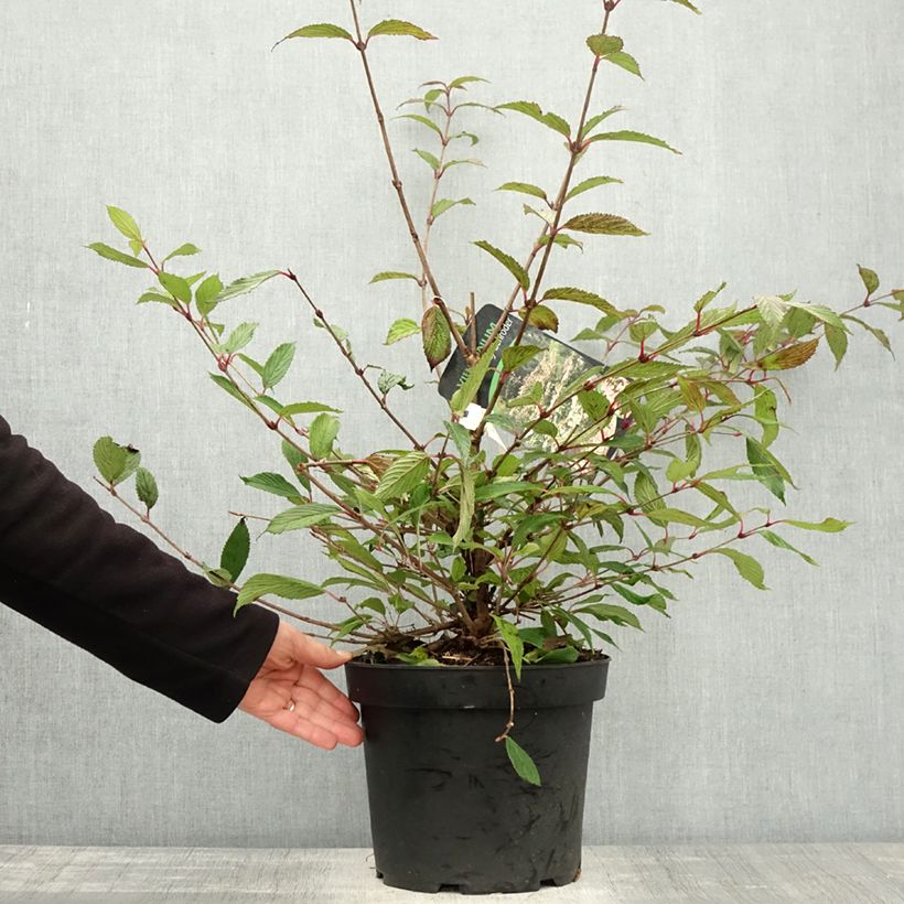 Esemplare di Viburnum plicatum Molly Schroeder Vaso da 7,5L/10L come consegnato in autunno