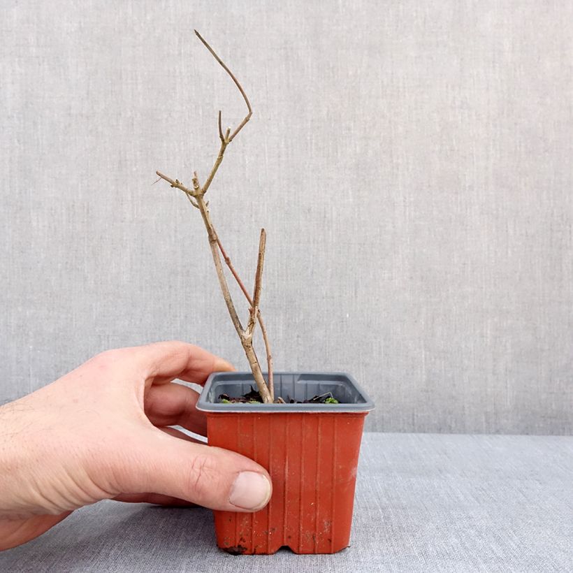 Viburnum plicatum Tomentosum Vasetto da 8/9 cm esemplare consegnato in inverno