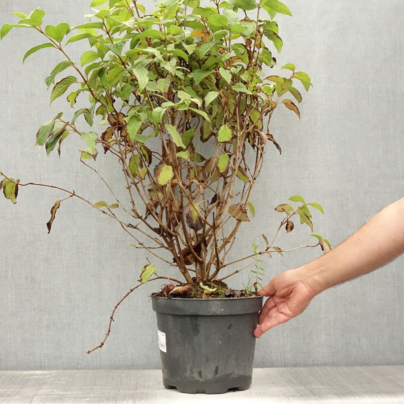 Esemplare di Viburnum plicatum Tomentosum Vaso da 7,5L/10L consegnato in estate