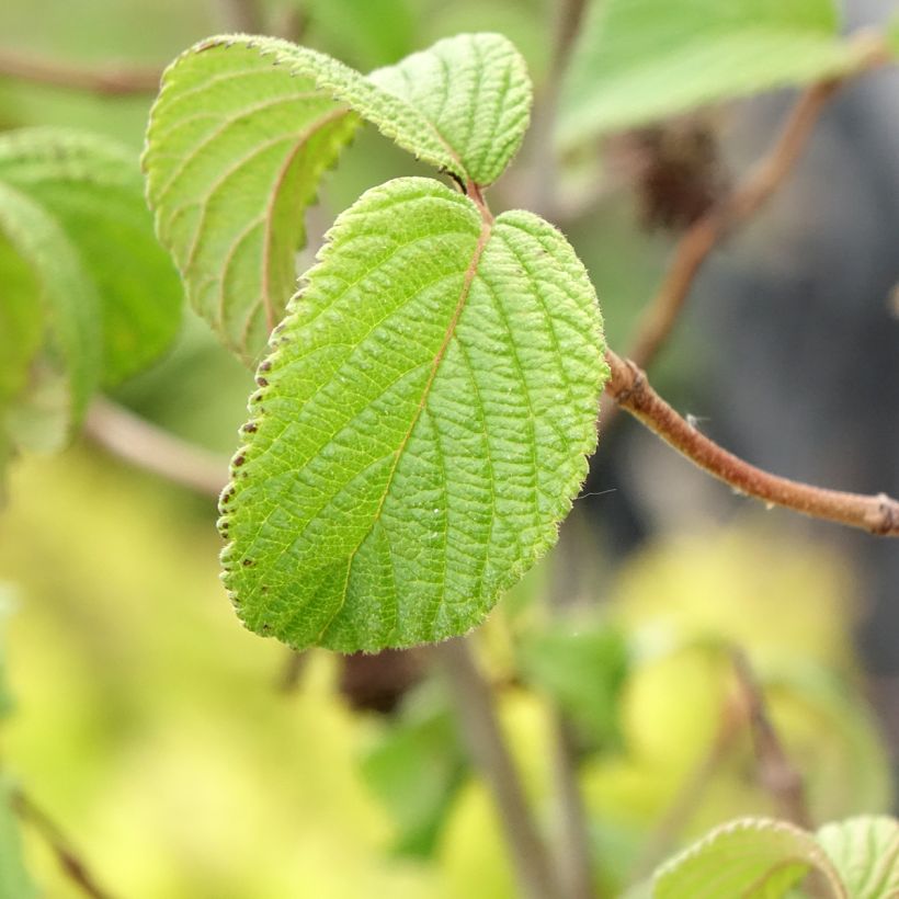 Viburnum plicatum Tomentosum (Fogliame)