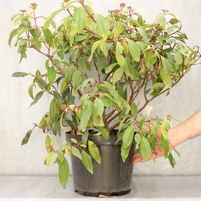 Viburnum davidii Angustifolium Vaso da 7,5L/10LAltezza consegnata circa 50/60cm esemplare consegnato in primavera