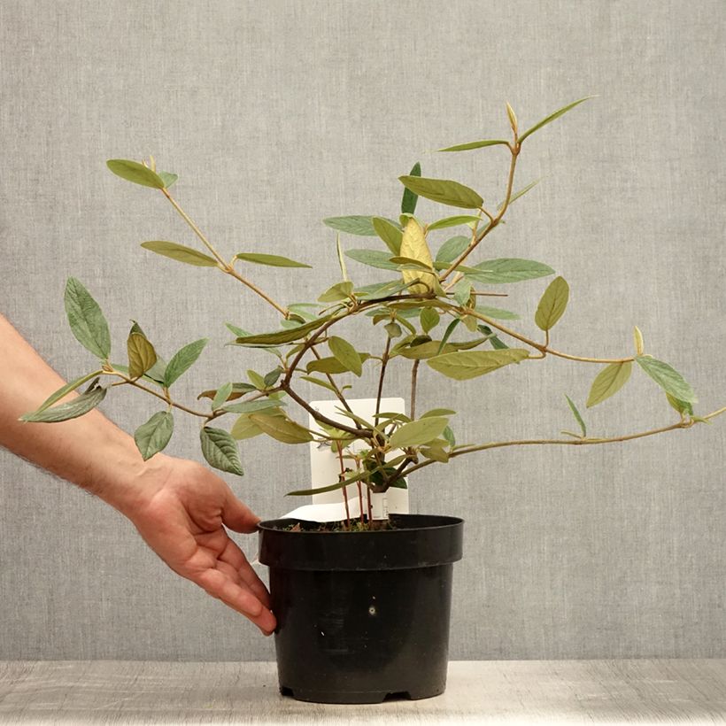 Esemplare di Viburnum Pragense Vaso da 3L/4L consegnato in estate