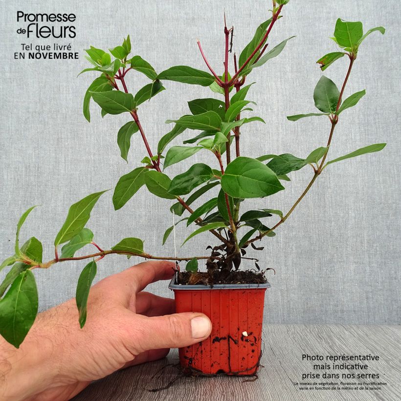 Esemplare di Viburnum tinus Vasetto da 8/9 cm come consegnato in autunno