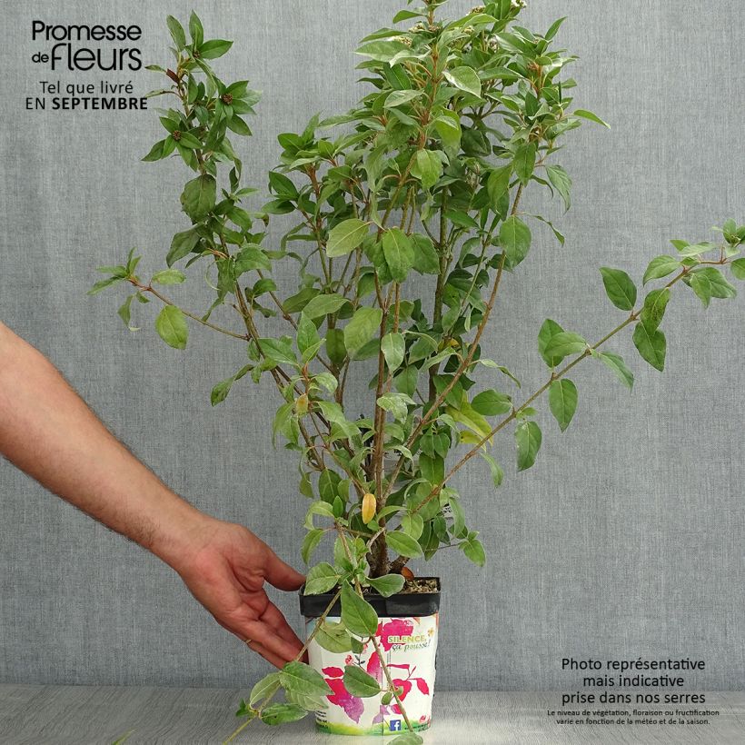 Esemplare di Viburnum tinus Vaso da 2L/3L consegnato in estate