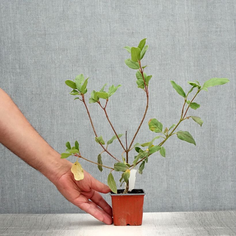 Esemplare di Viburnum tinus Gwenllian Vasetto da 8/9 cm consegnato in estate