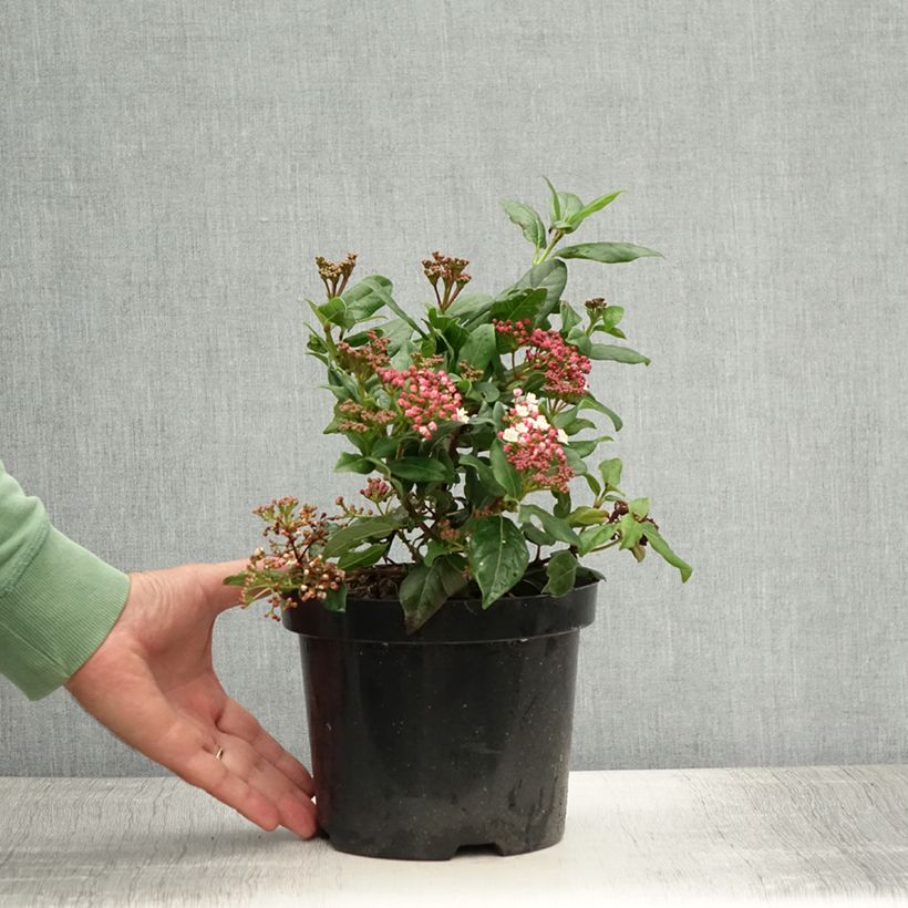 Esemplare di Viburnum tinus Gwenllian Vaso da 2L/3L consegnato in estate