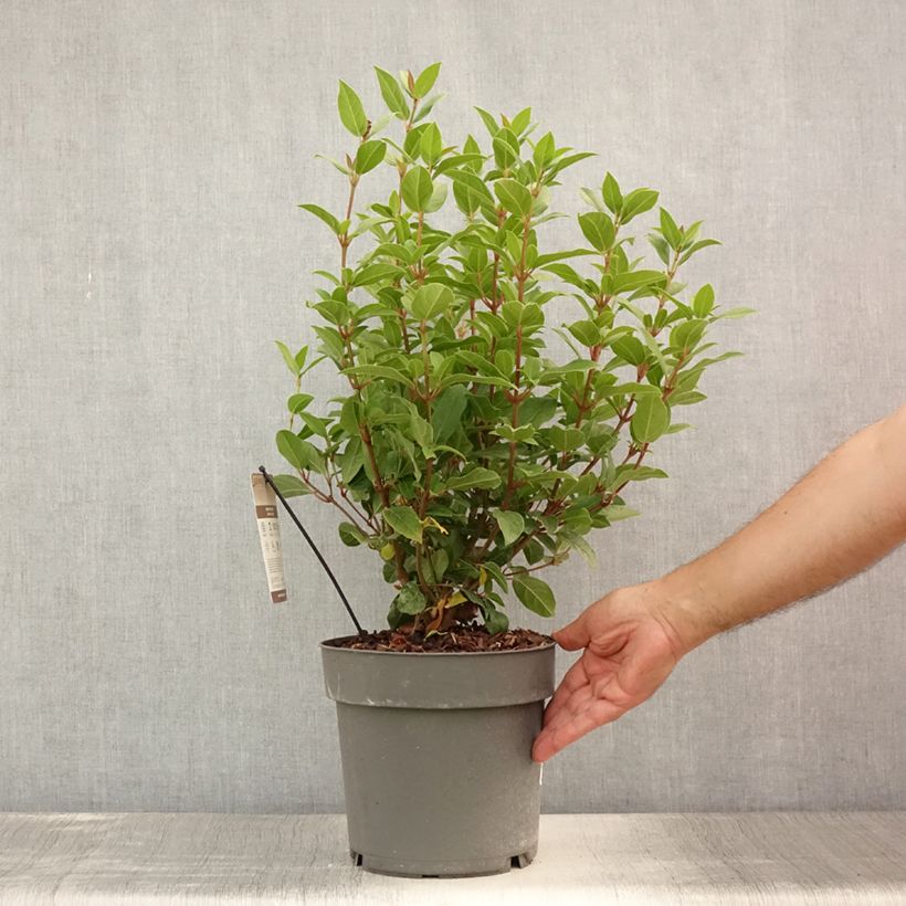 Esemplare di Viburnum tinus Spirit Vaso da 3L/4L consegnato in estate