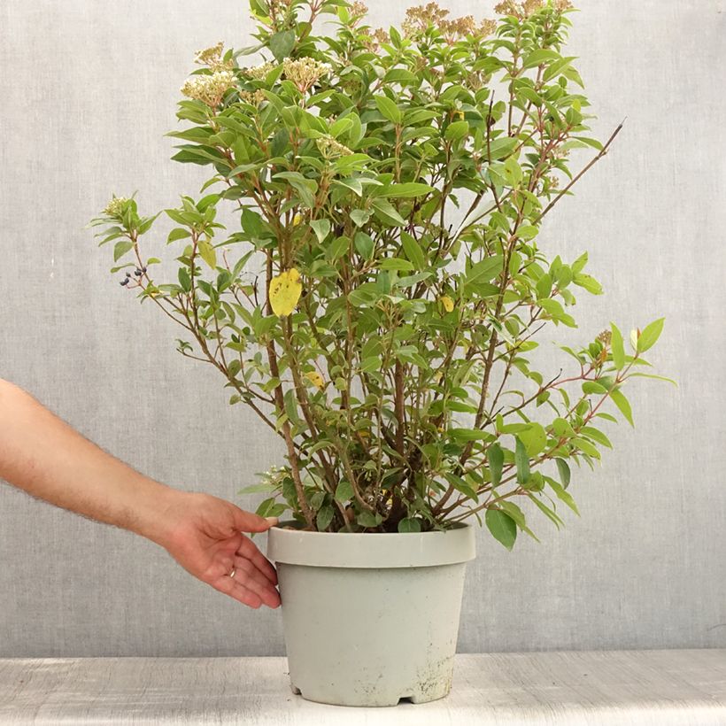 Esemplare di Viburnum tinus Spirit Vaso da 7,5L/10L consegnato in estate