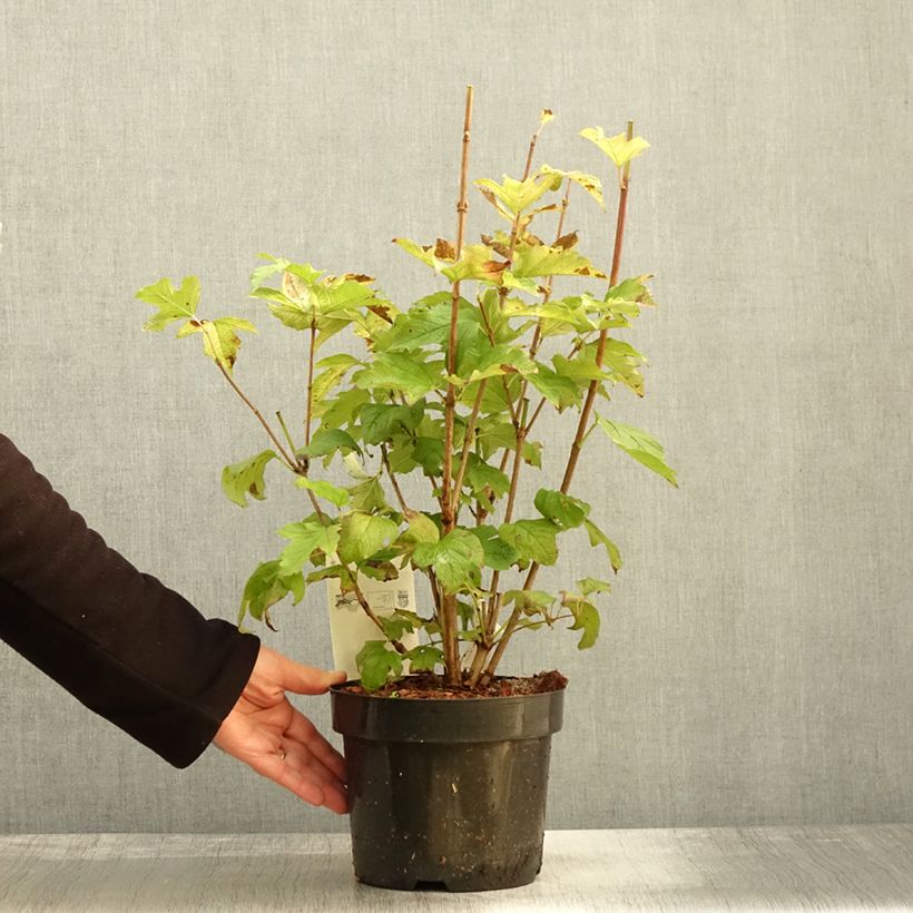 Esemplare di Viburnum opulus Park Harvest - Oppio Vaso da 2L/3L come consegnato in autunno