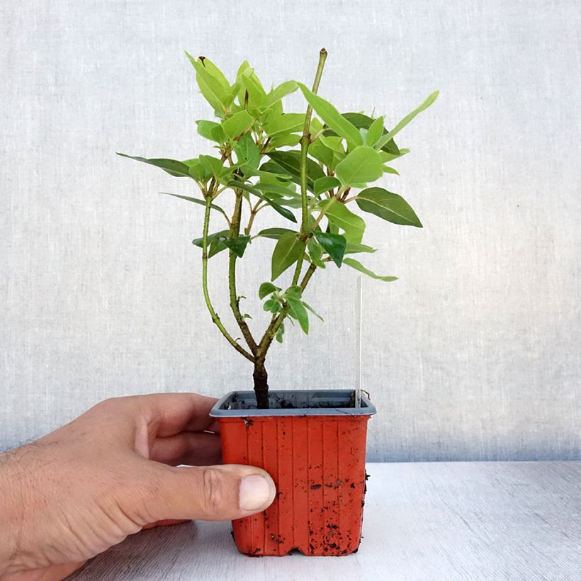 Esemplare di Viburnum opulus Compactum - Oppio Vasetto da 8/9 cm consegnato in estate